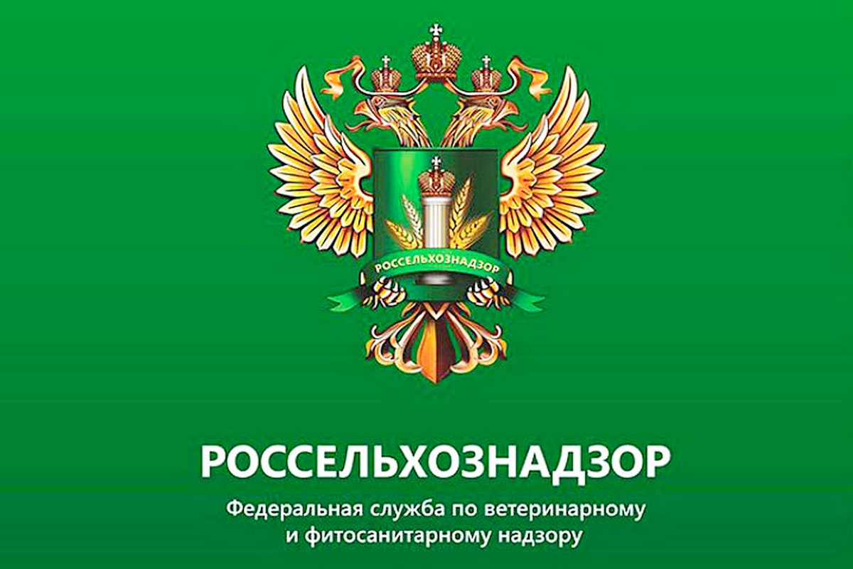 Узелковый дерматит.