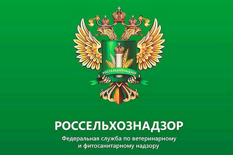 Узелковый дерматит. Узелковый дерматит.